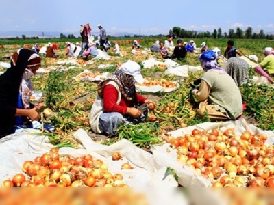 Amasyada erkenci soğanın hasadına başlandı 