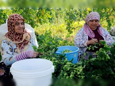 Şerbetçiotu altın madalya kazandırdı