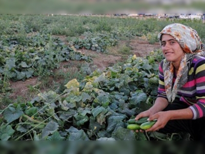 Sebze hasadını müşteriler yapıyor