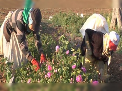 Dünya Gül Yağı Üretiminin Yüzde 65'i Isparta'dan