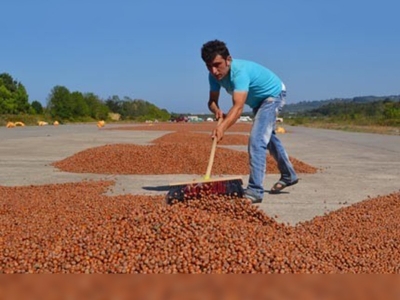 Uçak pisti fındık harmanı oldu 