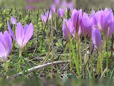 Karadeniz yaylalarında vargit çiçekleri açtı