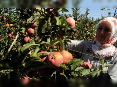 Isparta'da elma hasadı başladı