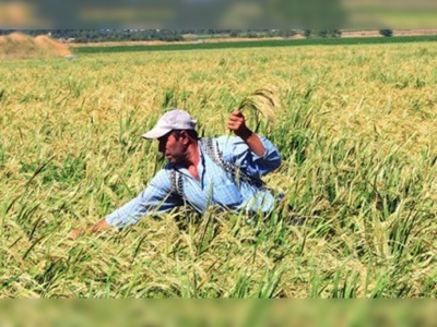 Sarı çeltik tekrar sofralarımızda yerini alıyor