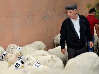 Sivasta çiftçilere damızlık koç dağıtıldı