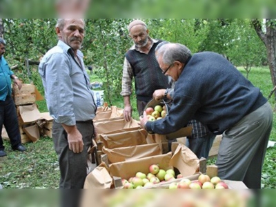 Dünyaca ünlü Amasya elmasının hasadı başladı