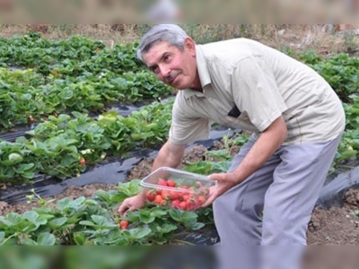 Yozgatta çilek hasadı başladı