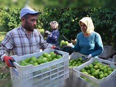 Limon rekoltesindeki artış çiftçiyi sevindirdi 