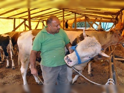 Kurban seçmenin ve kesmenin püf noktaları 