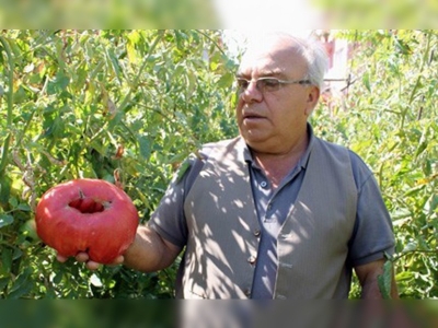 Bir buçuk kiloluk domates yetiştirdi