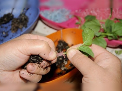 Hastalıklar çiftçiyi aşılı fideye yöneltti