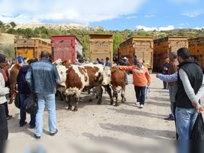 Çemişgezeke Avustralyadan simental inek getirildi