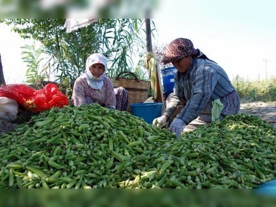 Aydında bamya üretimine büyük ilgi