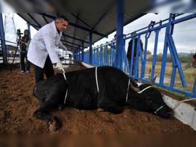 Kurban kesiminde 'rueff' tekniği öneriliyor