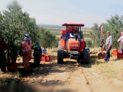 Turgutlu'da zeytin hasadı başladı 