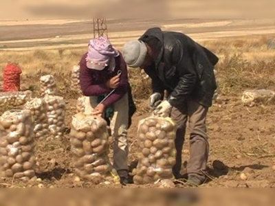 Patates, Ahlat'ın gelir kaynağı oldu 