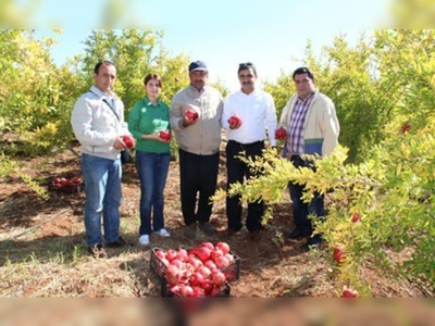 Kahramanmaraşta nar hasadı başladı