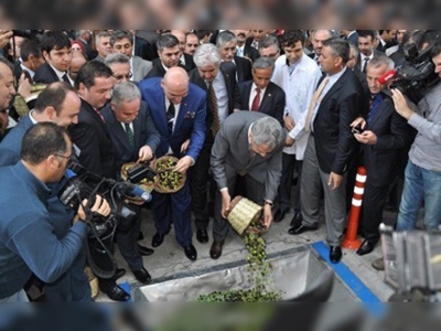 5. Zeytin Hasat Şenliği Akhisarda yapıldı