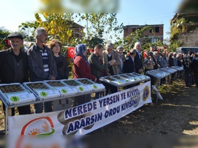 Ordu'da kivi şenliği