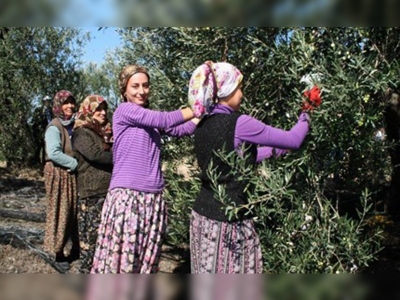 Olumsuz hava şartları zeytinde rekolteyi düşürdü