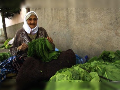 Tarımdaki makineleşme tütün üretimini artırdı