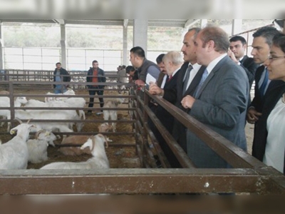 Samsun Bafrada çiftçilere saanen keçisi dağıtıldı