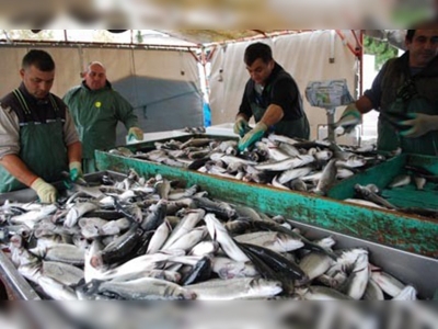 Kafes balıkçıları deniz sezonunda da mutlu