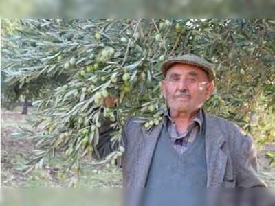 Yarım asırlık zeytin sevgisi