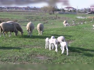 Islah edilen mera sayesinde hayvan sayısı arttı