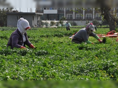 Hataydan maydanoz atağı