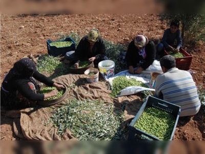 Güneydoğuda zeytin hasadı