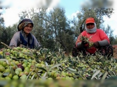 Marmarabirlikten ortaklarına ilk ödeme