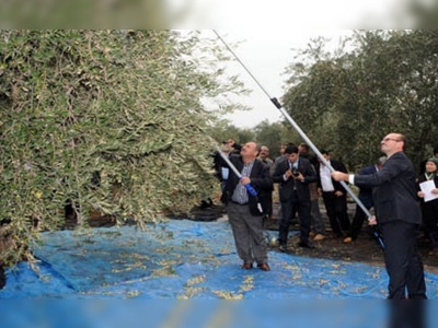 Zeytin üretiminde 10 yılda yüzde 167 artış 