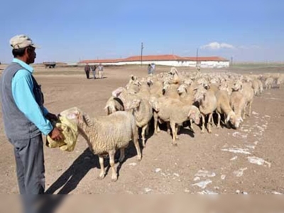 Sürü yönetimi eğitimleri başladı