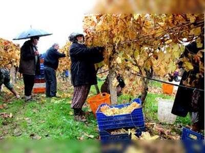 Yağmur ve kar altında üzüm hasadı