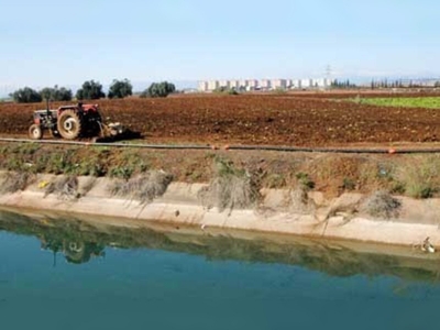 Çukurovada buğday üreticisinin kuraklık endişesi