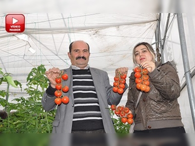 Kahramanmaraşta seracılık yaygınlaşıyor