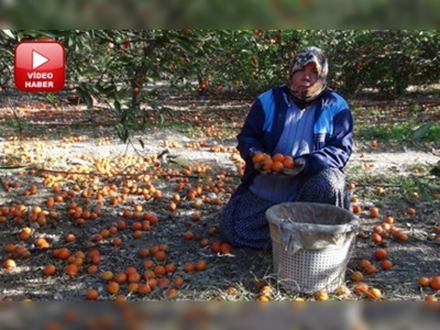 Fırtına mandalina bahçesini vurdu