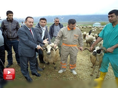 Hakkaride teşvikler hayvan sayısını artırdı