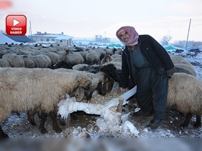 Siirtte kar ve don nedeniyle binlerce koyun telef oldu