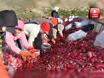 Kadirlinin kadın turp işçileri