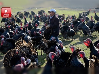 Trakya'da yetiştirilen hindiler, İstanbul pazarında 