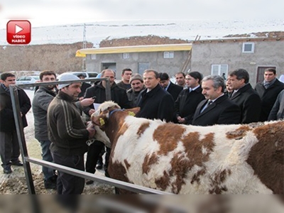 Bingölde 148 Baş Düve Dağıtıldı