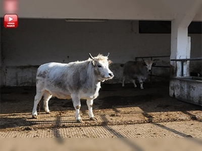 Boz sığırın nesli klonlama ile korunacak