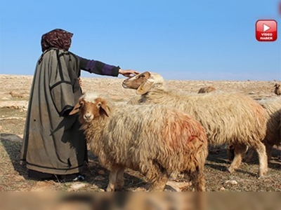 Şanlıurfa'da desteklemeler hayvancılığı canlandırdı