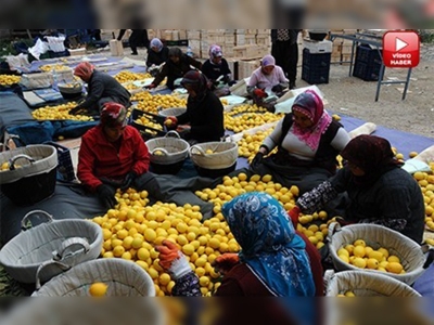 Sebzedeki fiyat artışı üreticiye yaradı      