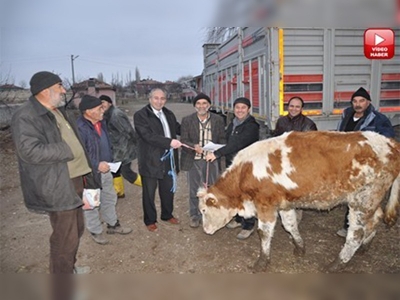 Kesikköprü'de hayvancılığa destek