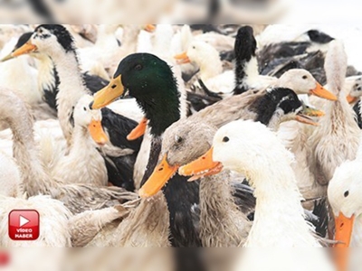 Ağrıda Pekin ördeği yetiştiriyor 