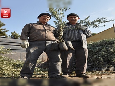 Kahramanmaraşta zeytin fidanı dağıtımına devam ediliyor