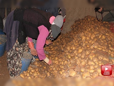 Patates fiyatları düşüşe geçti